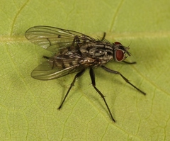 Phaonia pratensis