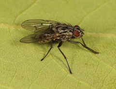Phaonia pratensis