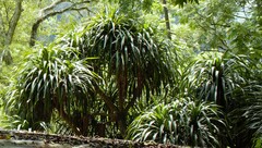 Dracaena cochinchinensis