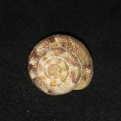 Tristichotrochus unicus
