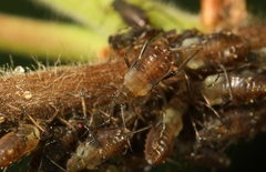 Symydobius oblongus
