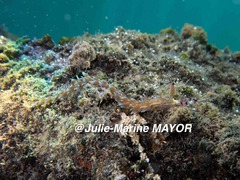 Pteraeolidia semperi