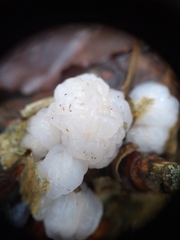 Naematelia encephala