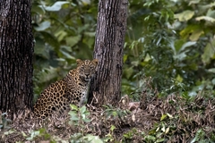 Panthera pardus fusca