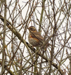 Turdus iliacus