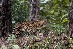 Panthera pardus fusca
