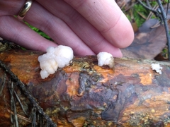 Naematelia encephala