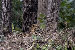 Panthera pardus fusca