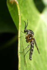 Greenomyia mongolica