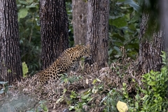 Panthera pardus fusca