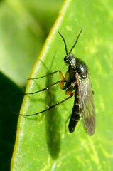 Greenomyia mongolica