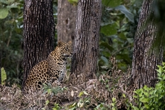 Panthera pardus fusca