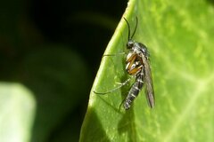 Greenomyia mongolica