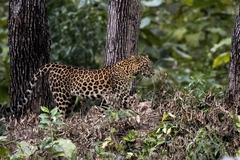 Panthera pardus fusca