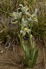 Chloraea magellanica