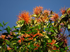 Psittacanthus schiedeanus