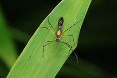 Zelus illotus