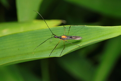Zelus illotus