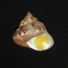 Tristichotrochus unicus