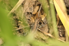 Holcosus undulatus stuarti