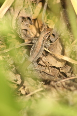 Holcosus undulatus stuarti