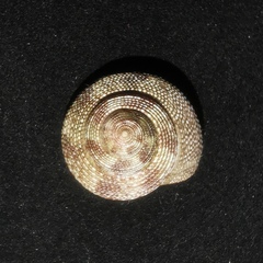 Tristichotrochus unicus