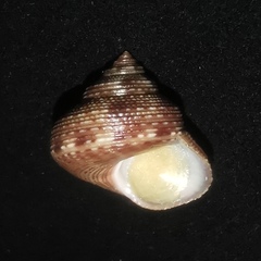Tristichotrochus unicus