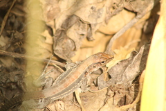 Holcosus undulatus stuarti