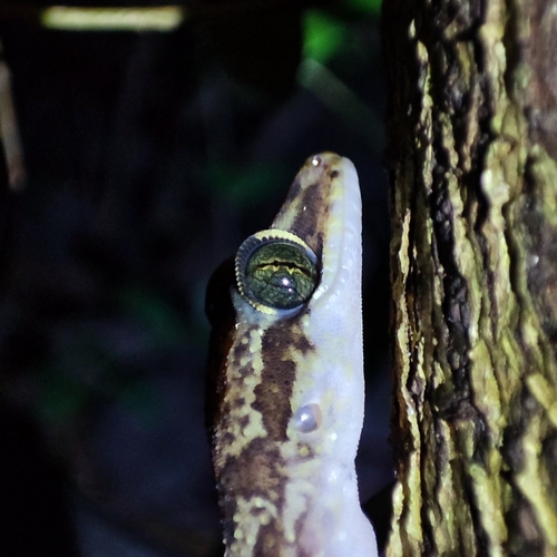 PuloCondore Bow-fingered Gecko, Cyrtodactylus condorensis