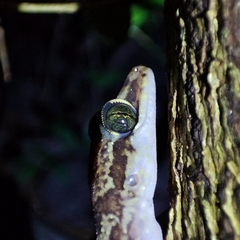 Cyrtodactylus condorensis