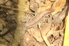 Holcosus undulatus stuarti