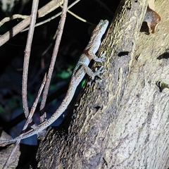 Cyrtodactylus condorensis