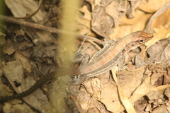 Holcosus undulatus stuarti