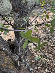 Quercus emoryi