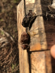 Auricularia auricula-judae