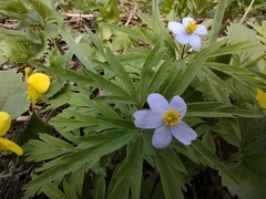 Anemonoides caerulea