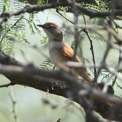 Synallaxis albescens