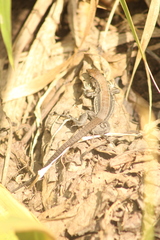 Holcosus undulatus stuarti