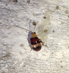 Monolepta orientalis