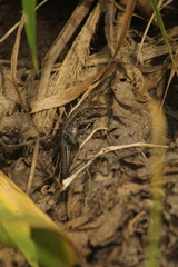 Holcosus undulatus stuarti