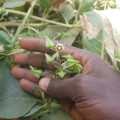 Trichodesma africanum