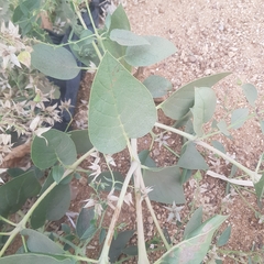 Trichodesma africanum