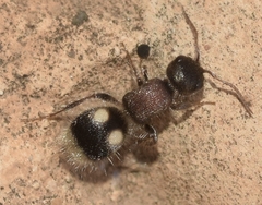 Bidecoloratilla iberica