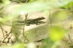 Holcosus undulatus stuarti