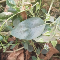 Trichodesma africanum