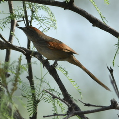 Synallaxis albescens