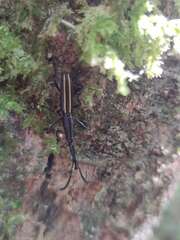 Claeoderes radulirostris mexicanus