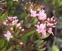 Bejaria aestuans