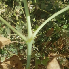 Trichodesma africanum