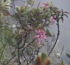 Oreocallis grandiflora